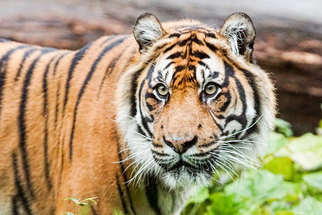 London Zoo Tickets Discount