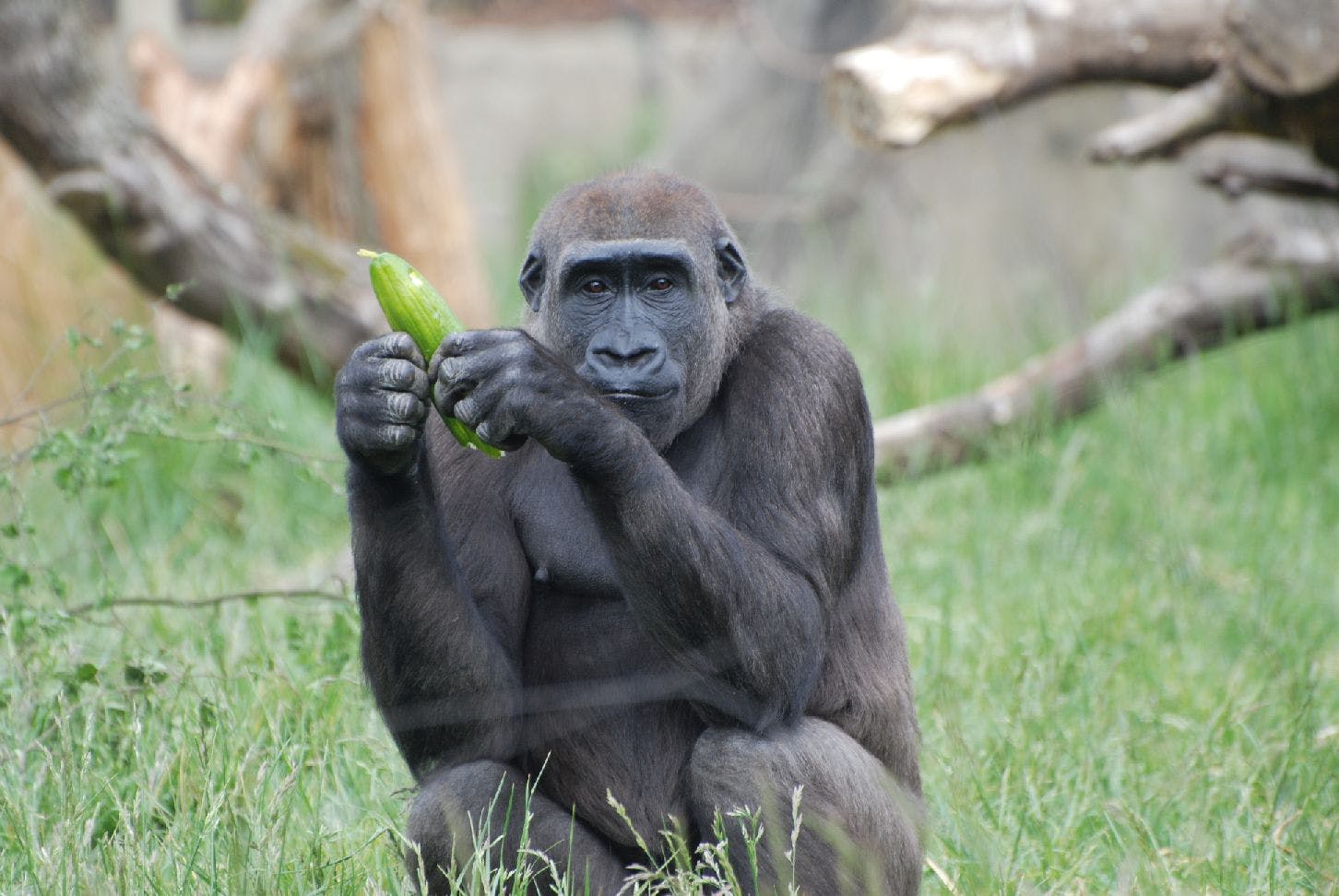 London Zoo Tickets Price