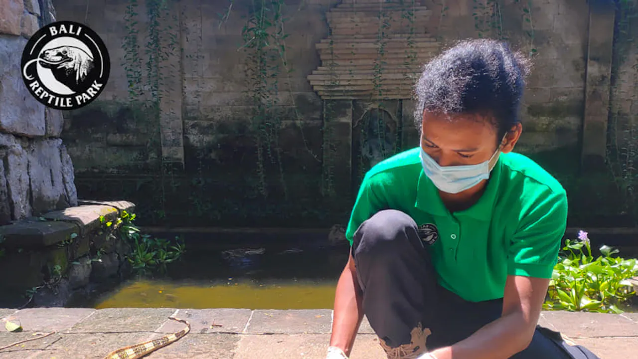 Bali Reptile Park Tickets