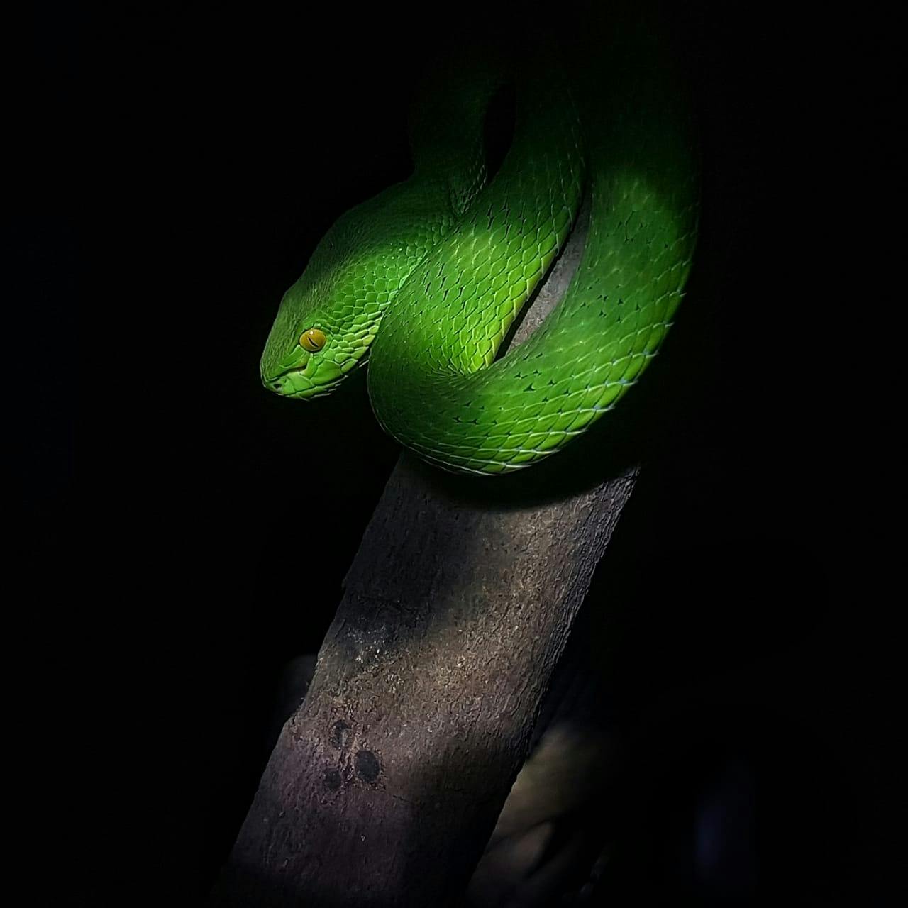 Bali Reptile Park Tickets 