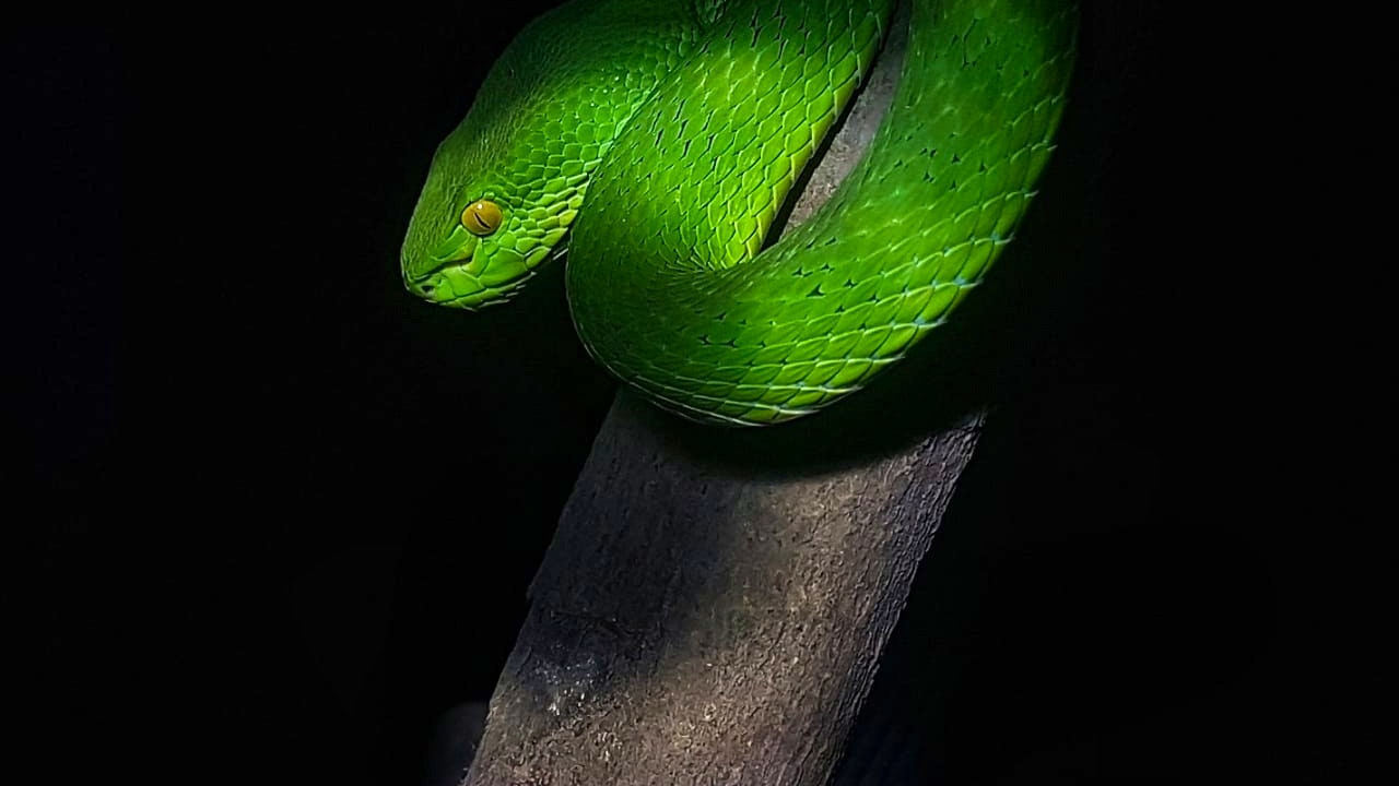 Bali Reptile Park Tickets