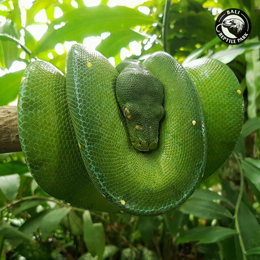 Bali Reptile Park Tickets Discount