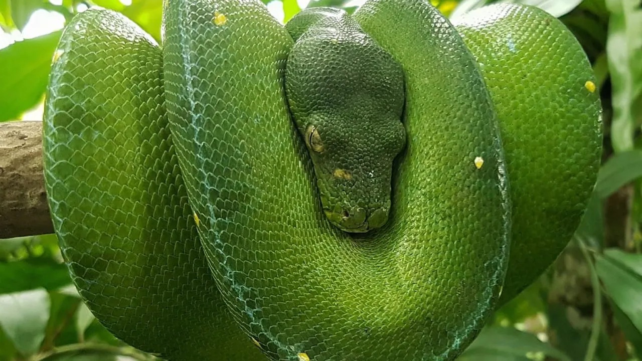 Bali Reptile Park Tickets Discount