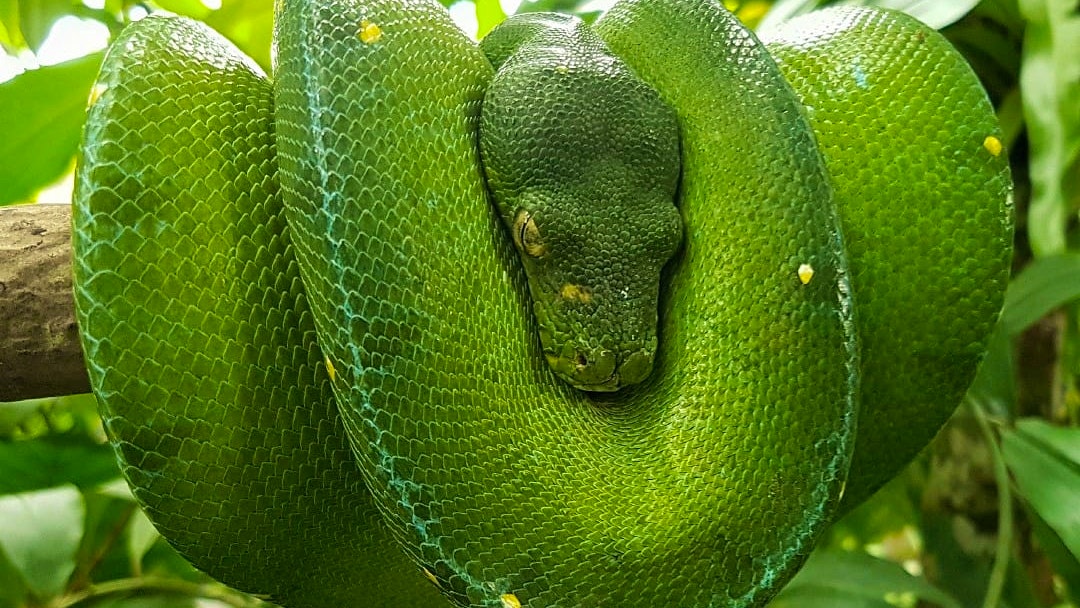 Bali Reptile Park Tickets Discount