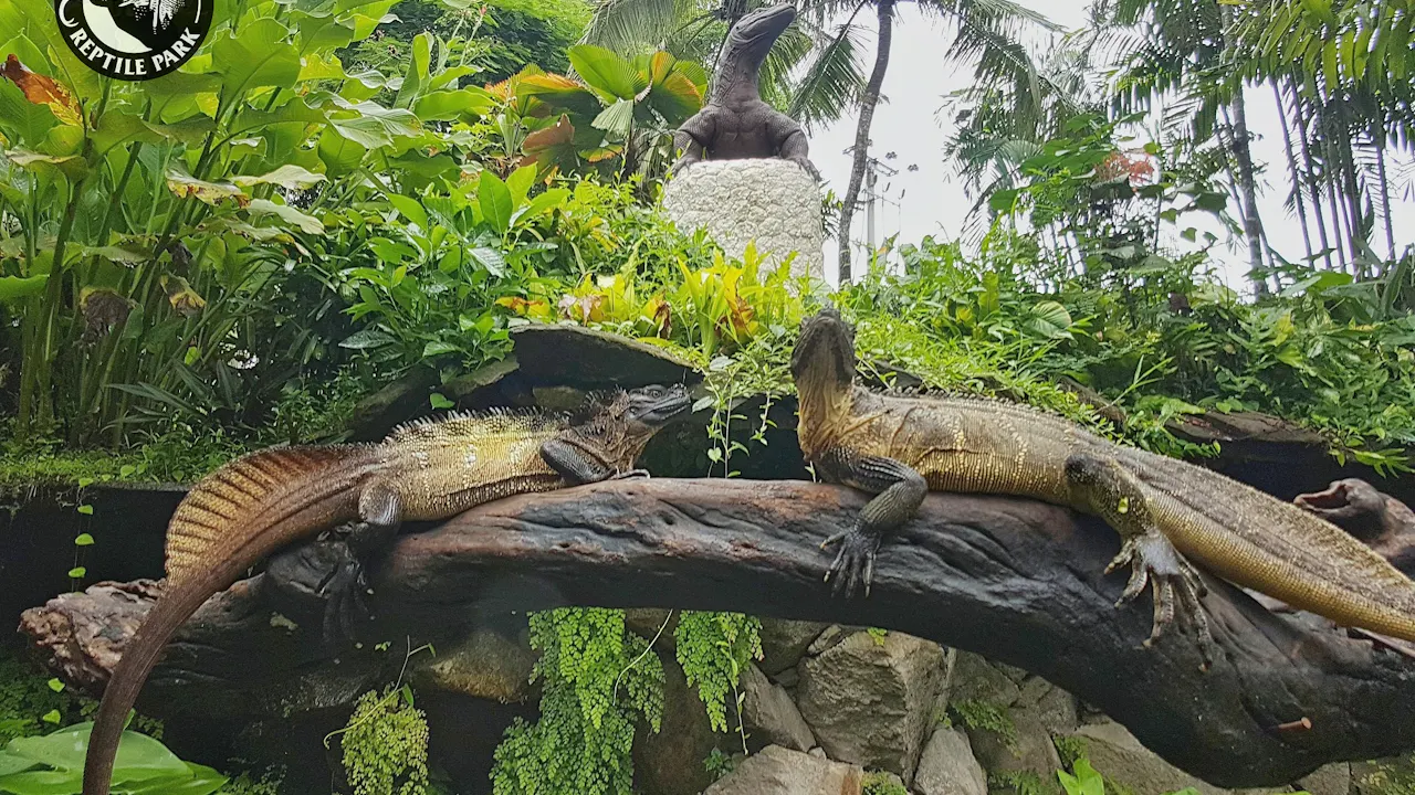 Bali Reptile Park Tickets