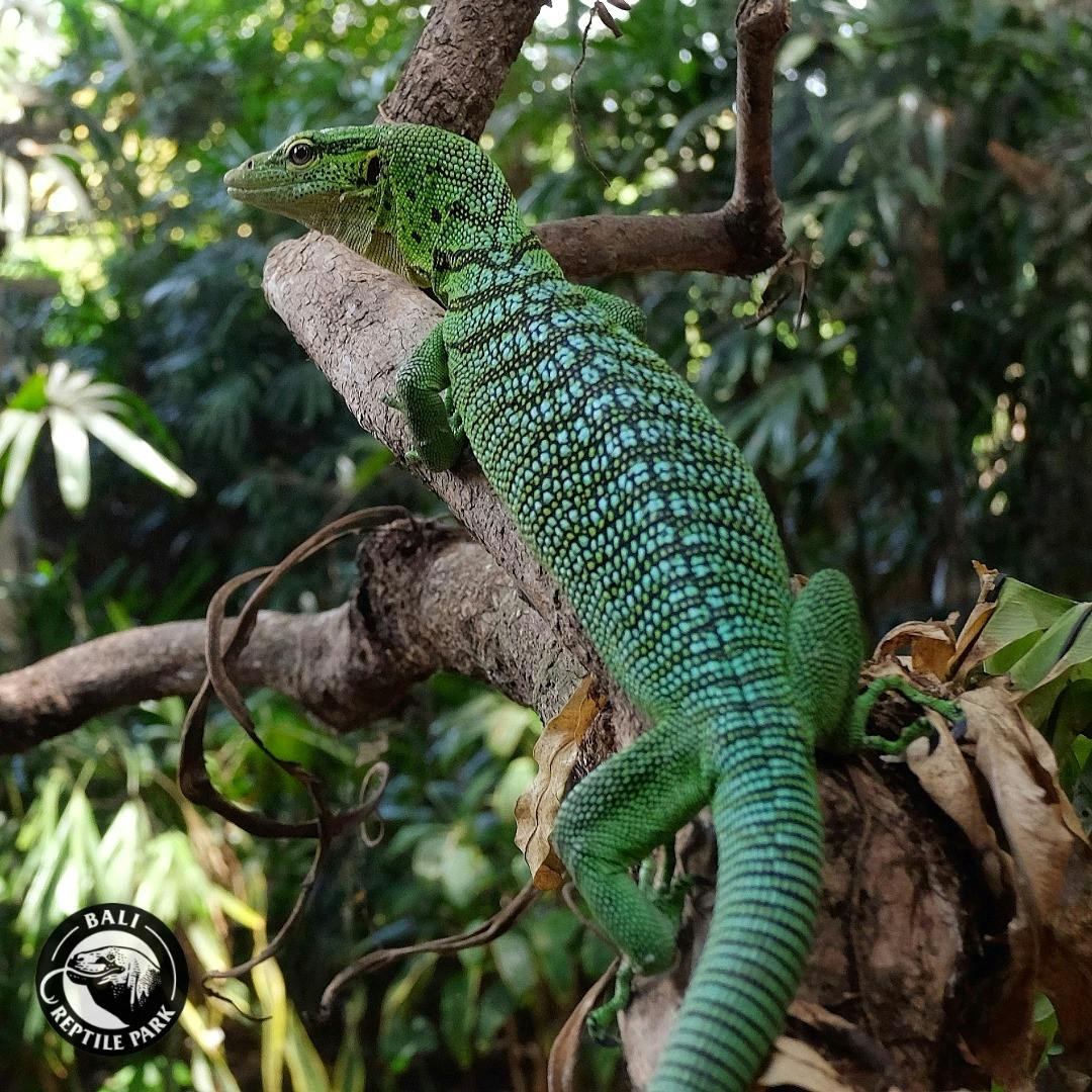 Bali Reptile Park Tickets 