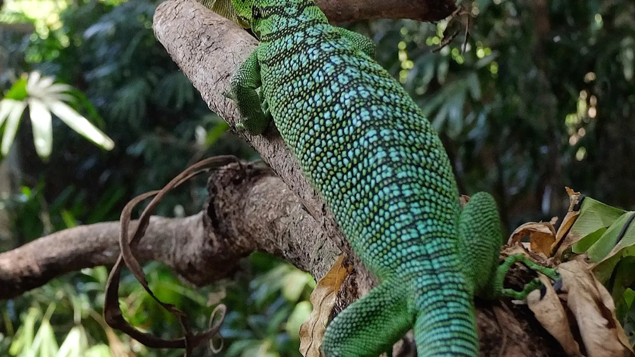 Bali Reptile Park Tickets