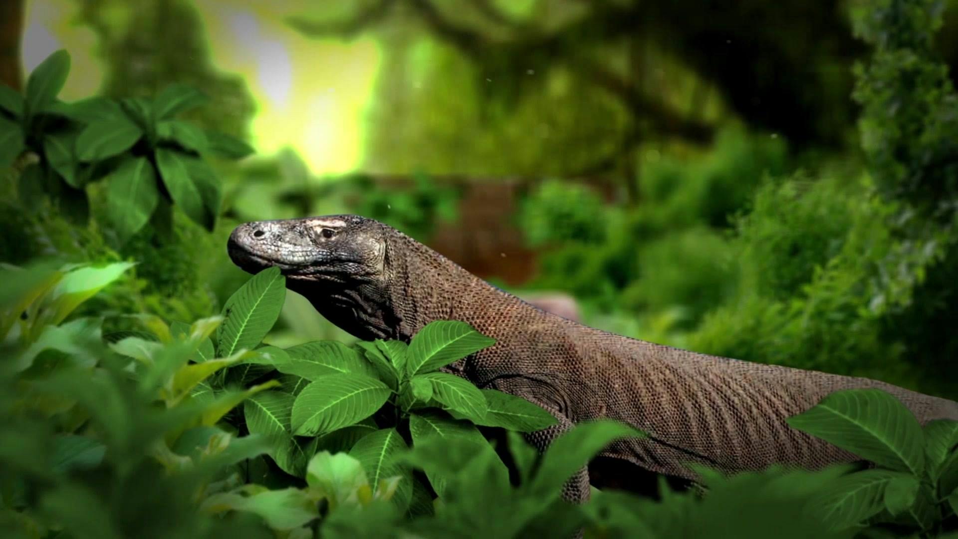 Bali Reptile Park Tickets 