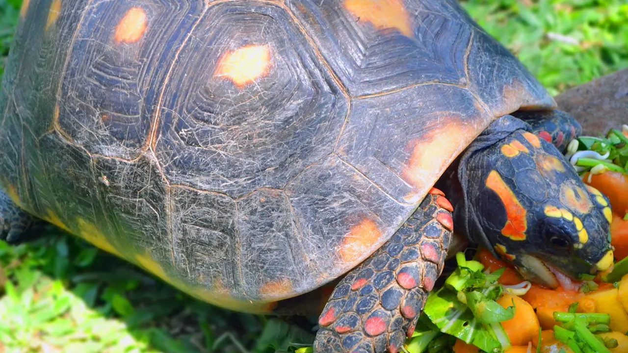 Bali Reptile Park Tickets