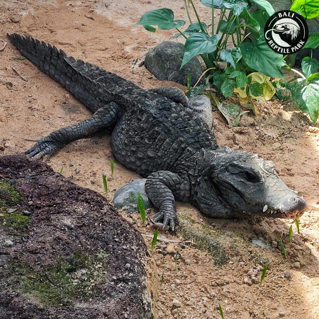 Bali Reptile Park Tickets Price