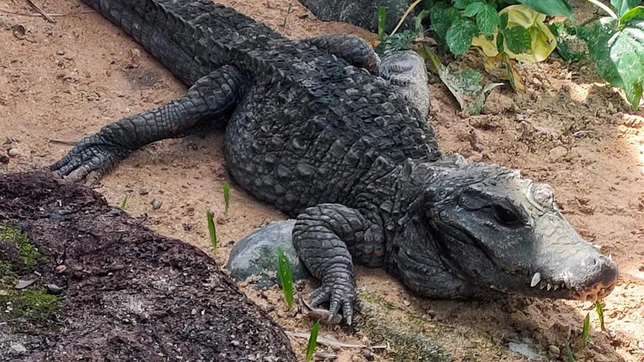 Bali Reptile Park Tickets Price