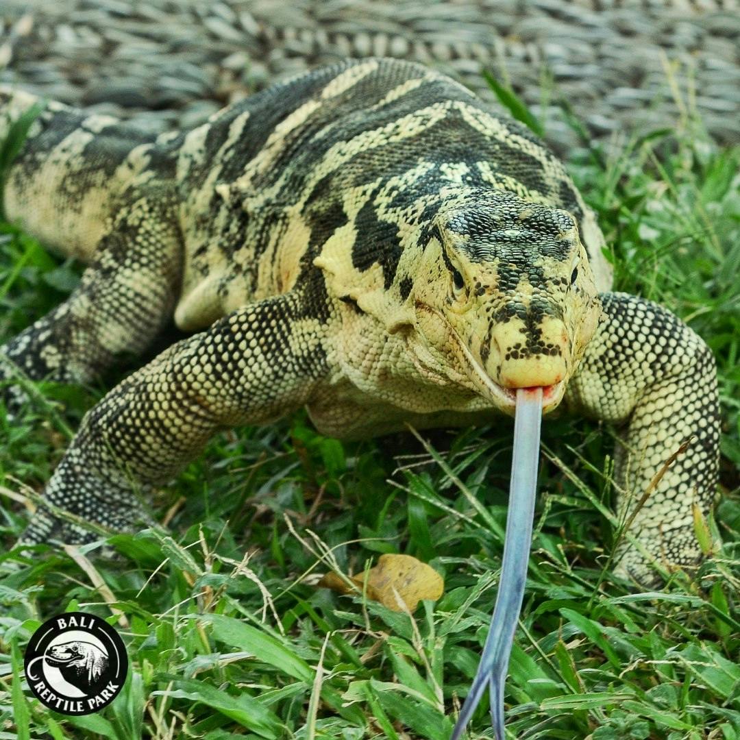 Bali Reptile Park Tickets Category