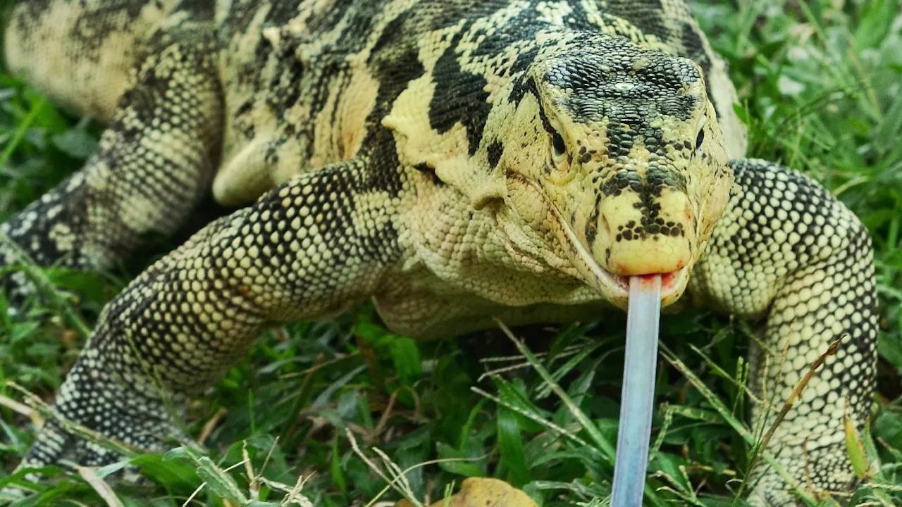 Bali Reptile Park Tickets Category