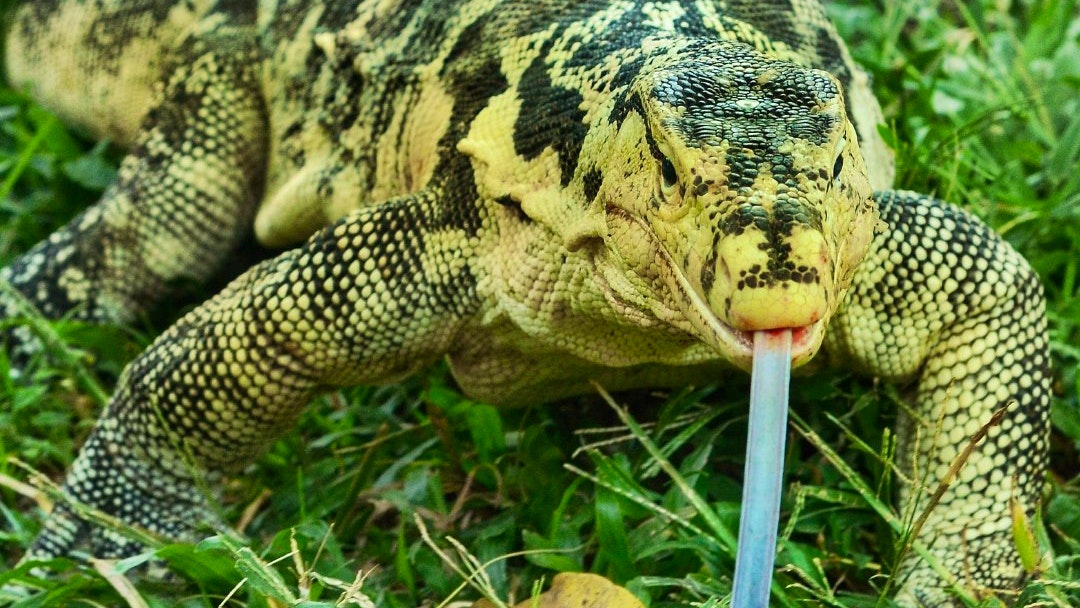 Bali Reptile Park Tickets Category