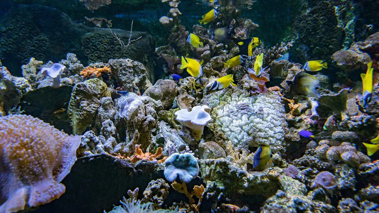 Sea World Ancol Tickets Ticket