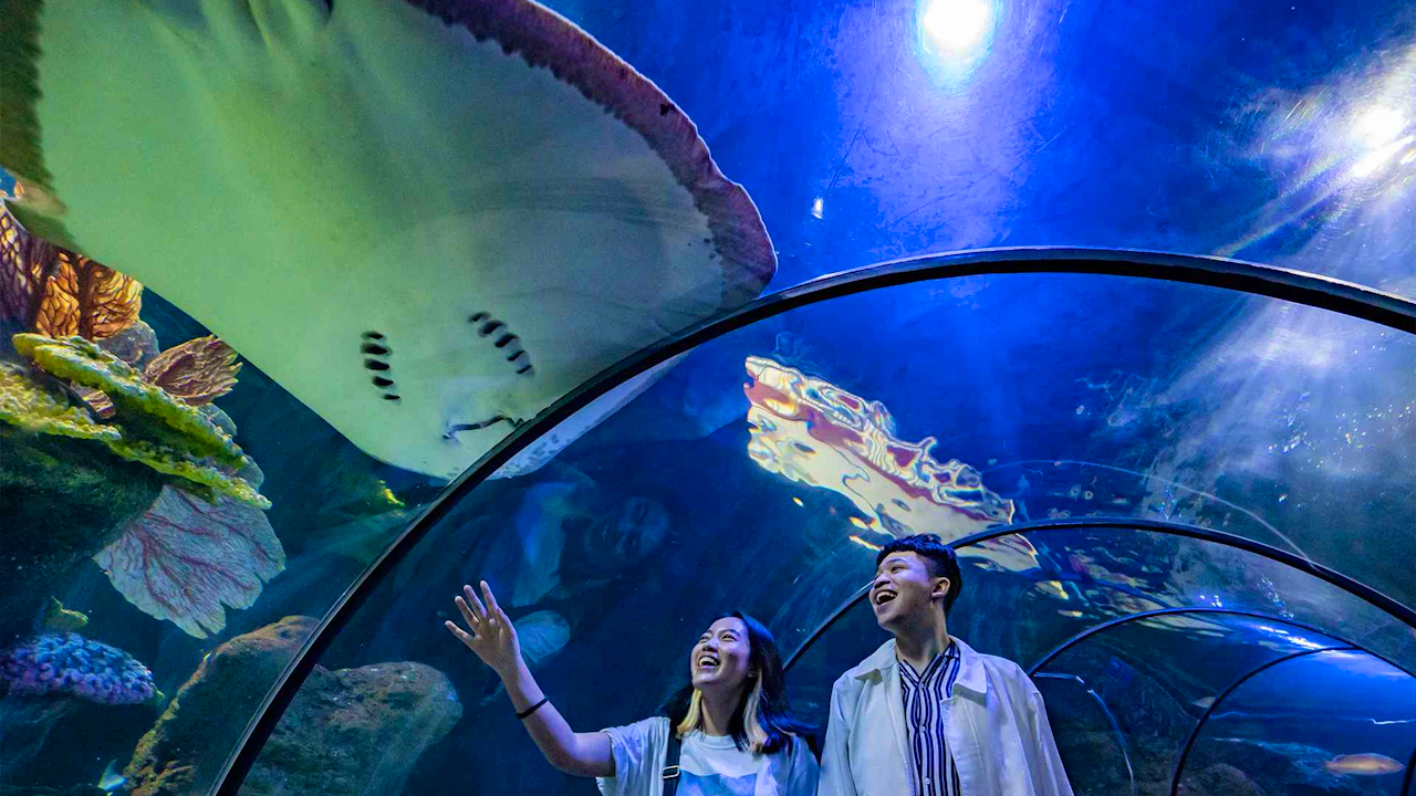 Sea World Ancol Tickets Discount