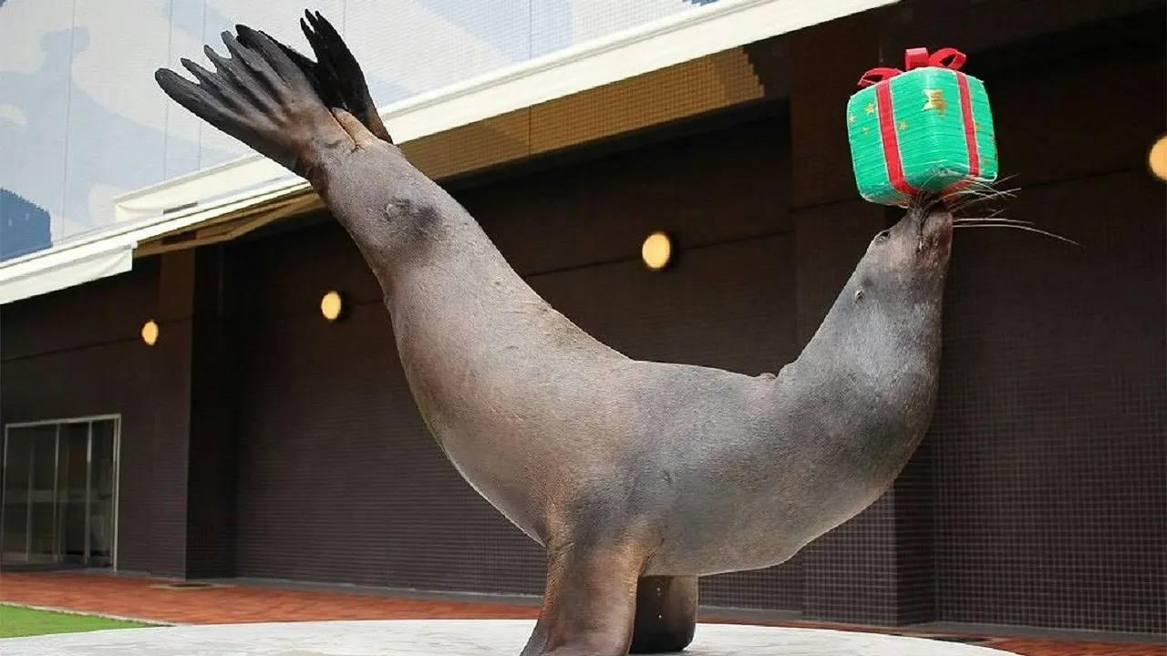 Maxell Aqua Park Shinagawa Discount