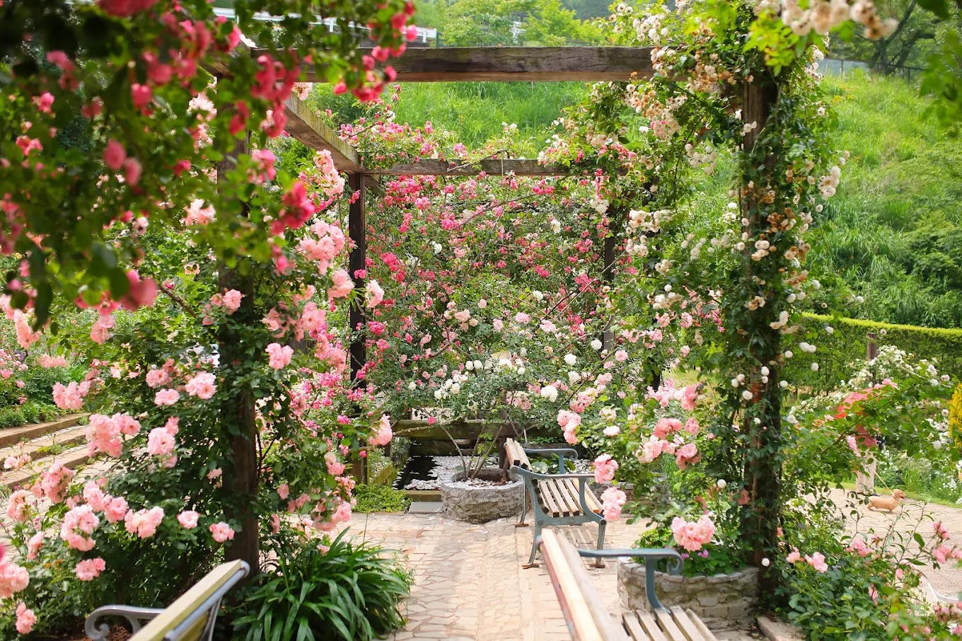 Acao Forest tickets  Price