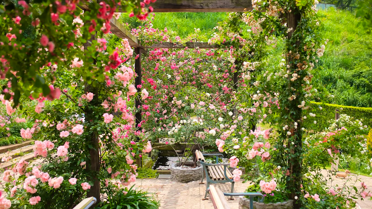 Acao Forest tickets Price