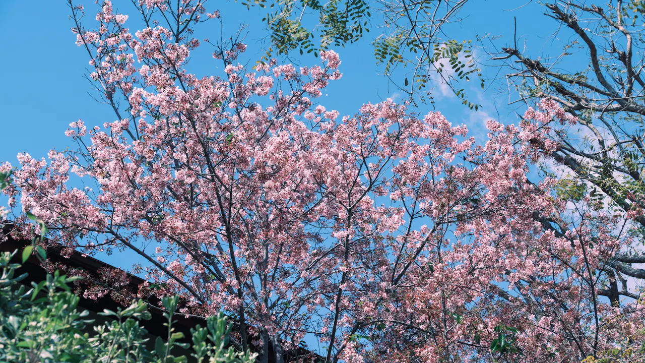 Acao Forest tickets Category