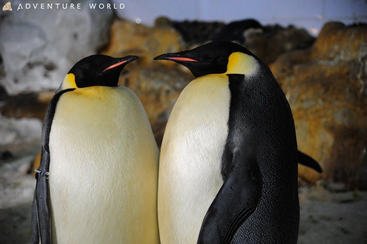 Wakayama Adventure World Tickets Discount