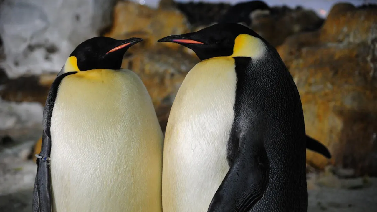 Wakayama Adventure World Tickets Discount