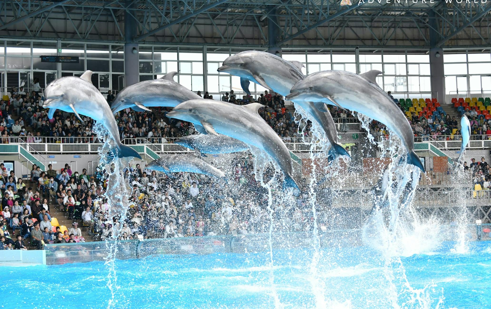 Wakayama Adventure World Tickets Discount
