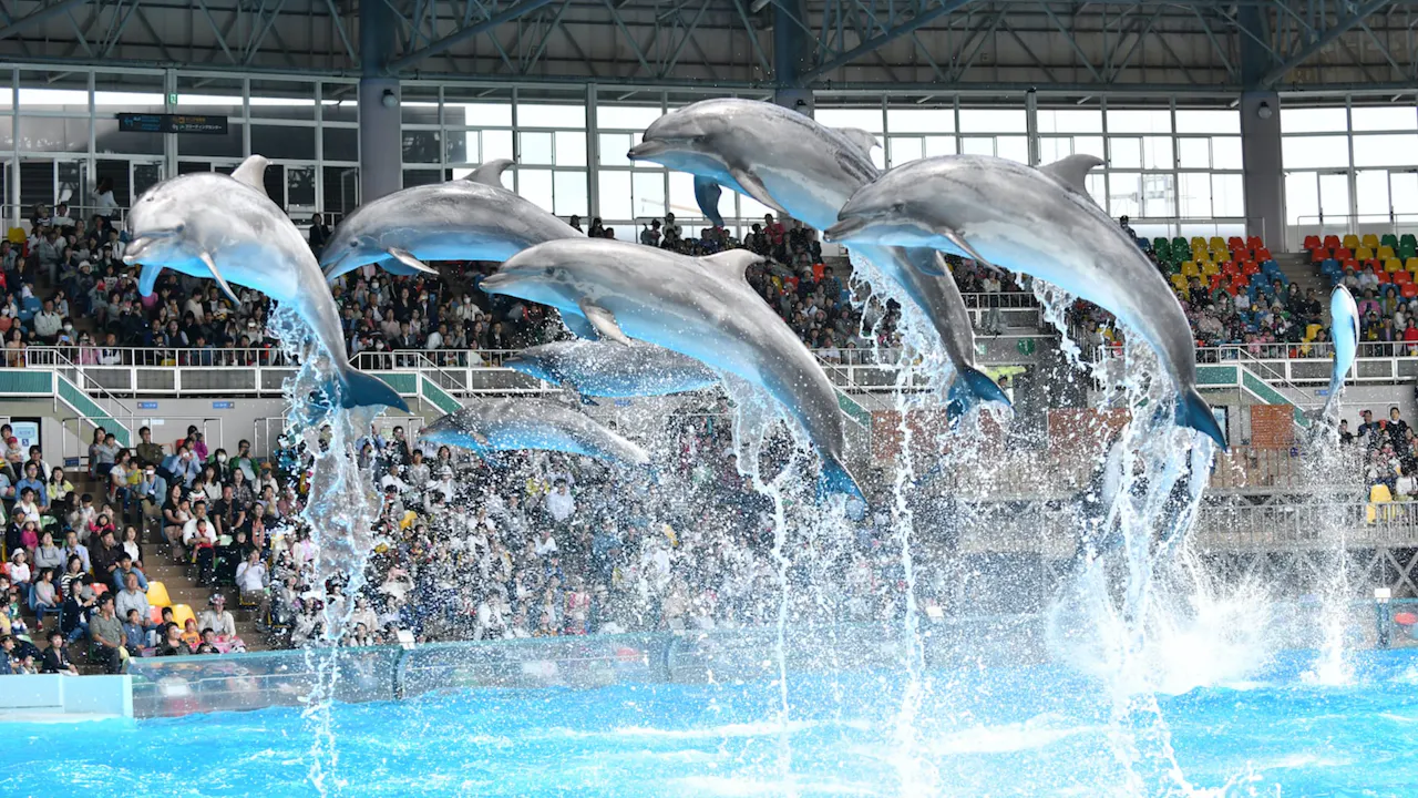 Wakayama Adventure World Tickets Discount