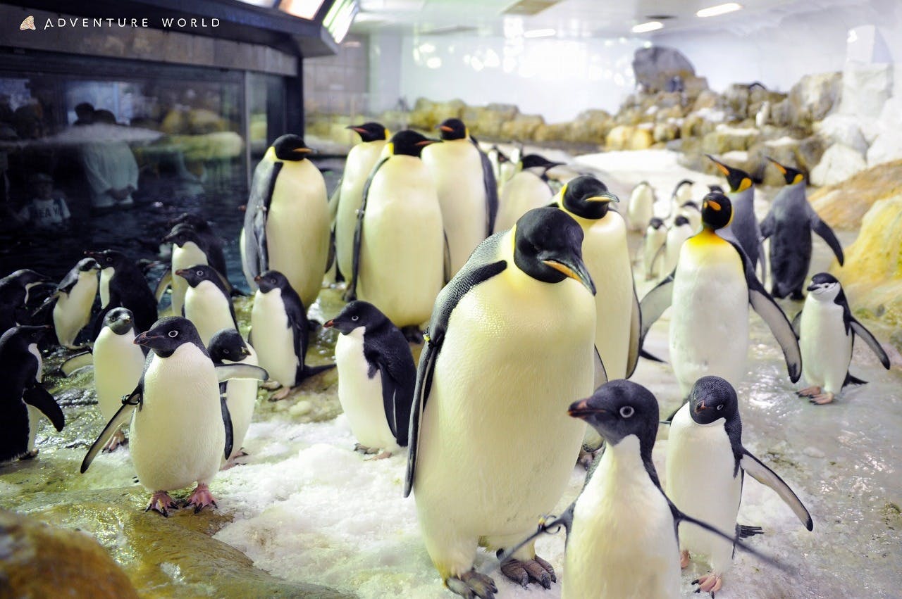 Wakayama Adventure World Tickets Price