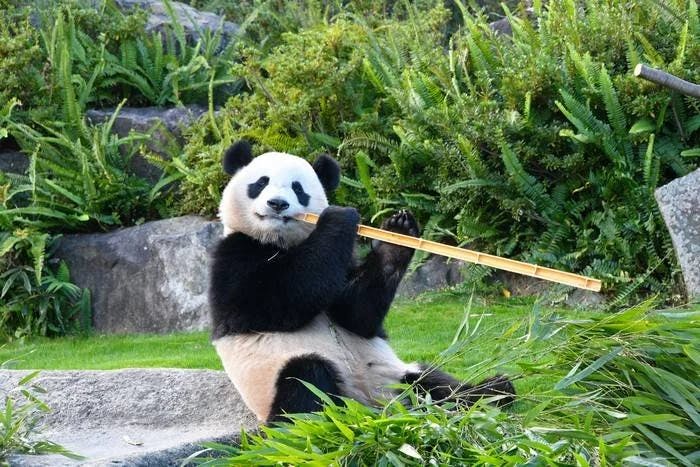 Wakayama Adventure World Tickets Price