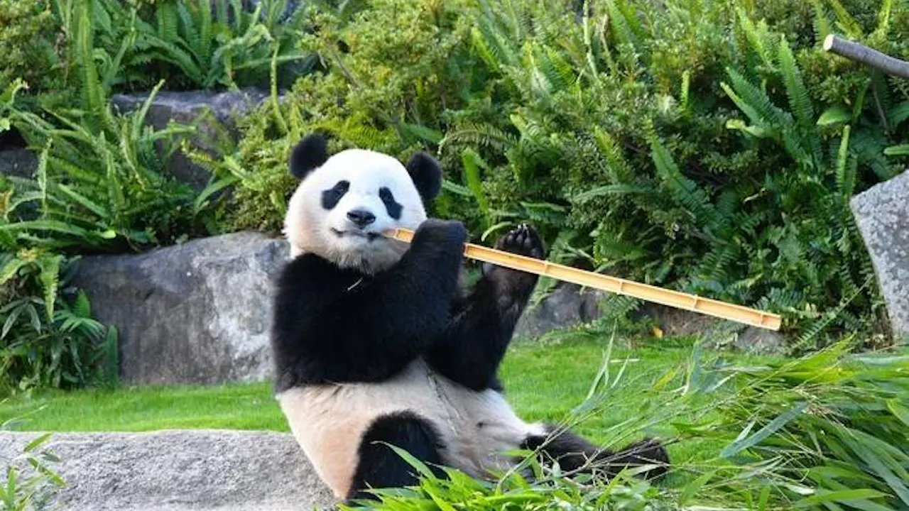 Wakayama Adventure World Tickets Price