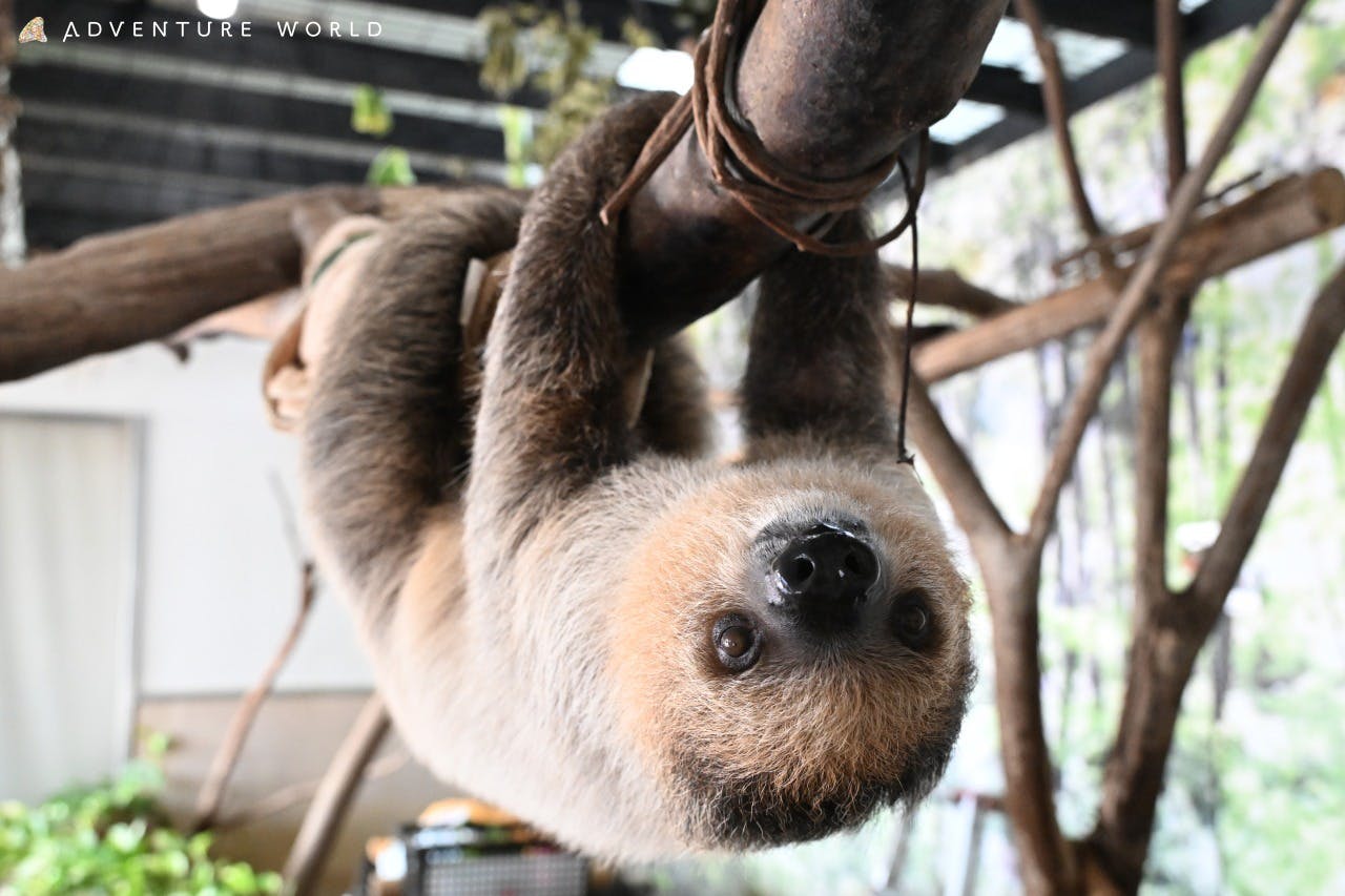 Wakayama Adventure World Tickets Location