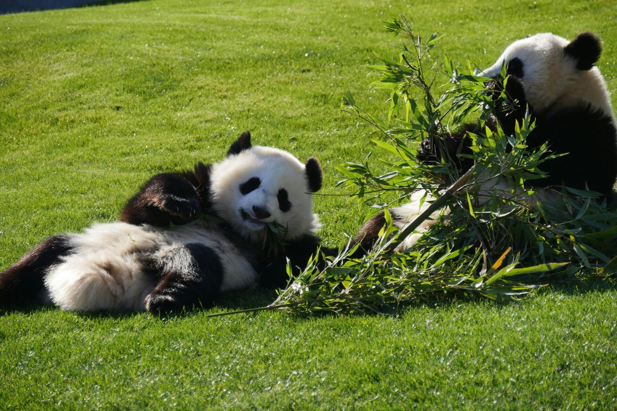 Wakayama Adventure World Tickets Review