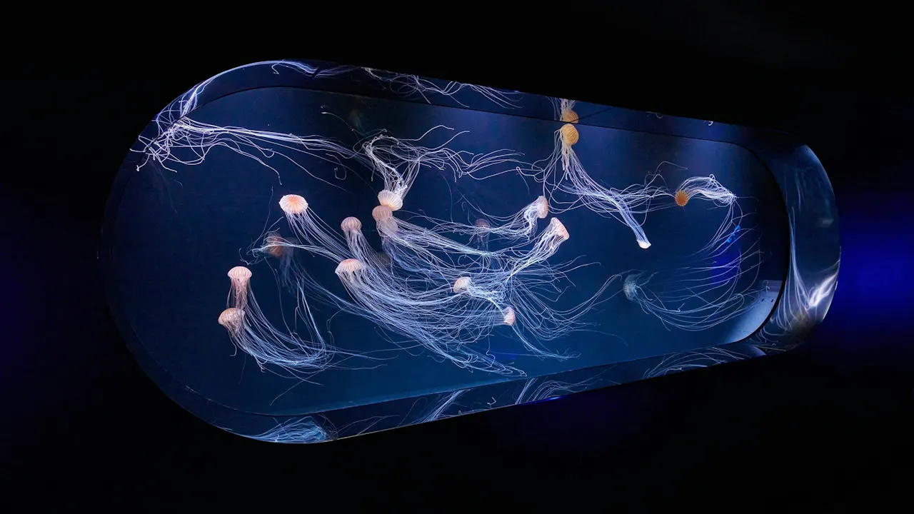 Sunshine Aquarium Tokyo Tickets Thrillark