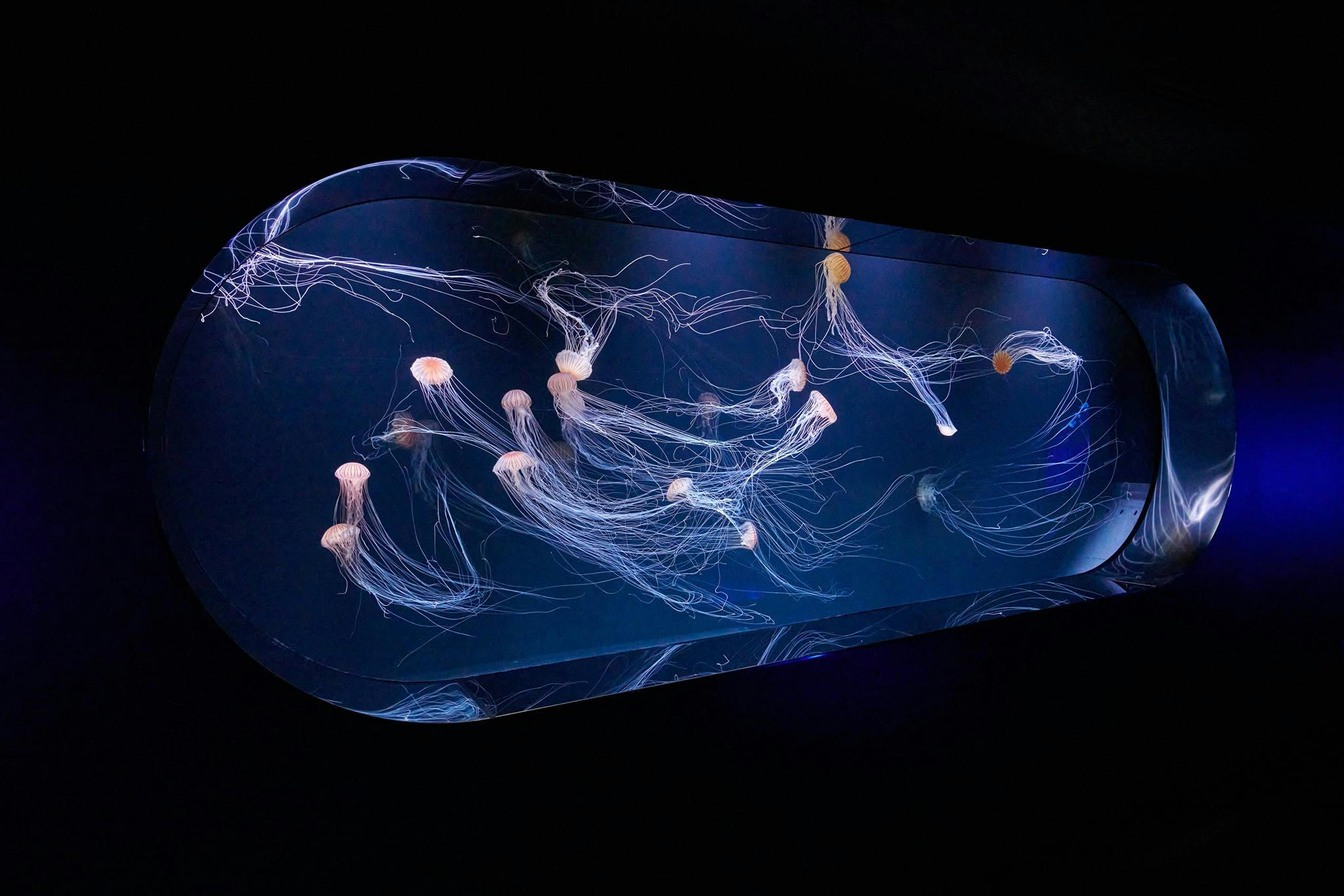 Sunshine Aquarium Tokyo Tickets Price