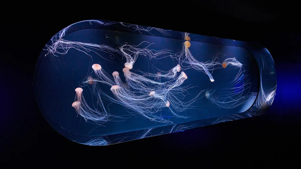 Sunshine Aquarium Tokyo Tickets Price