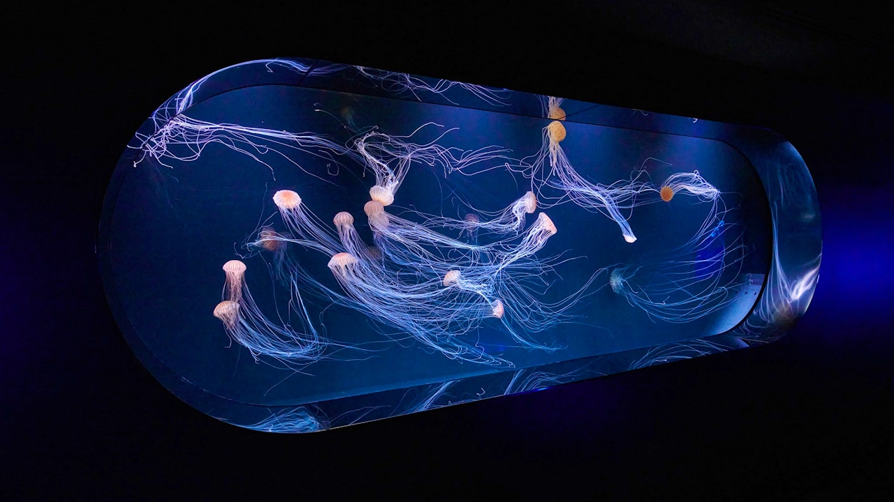 Sunshine Aquarium Tokyo Tickets Price