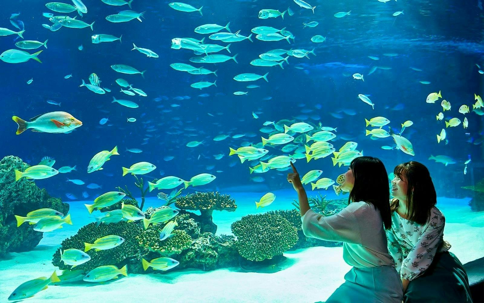 Sunshine Aquarium Tokyo Tickets Category