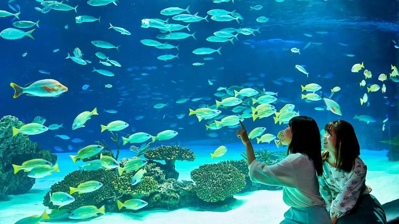 Sunshine Aquarium Tokyo Tickets Category
