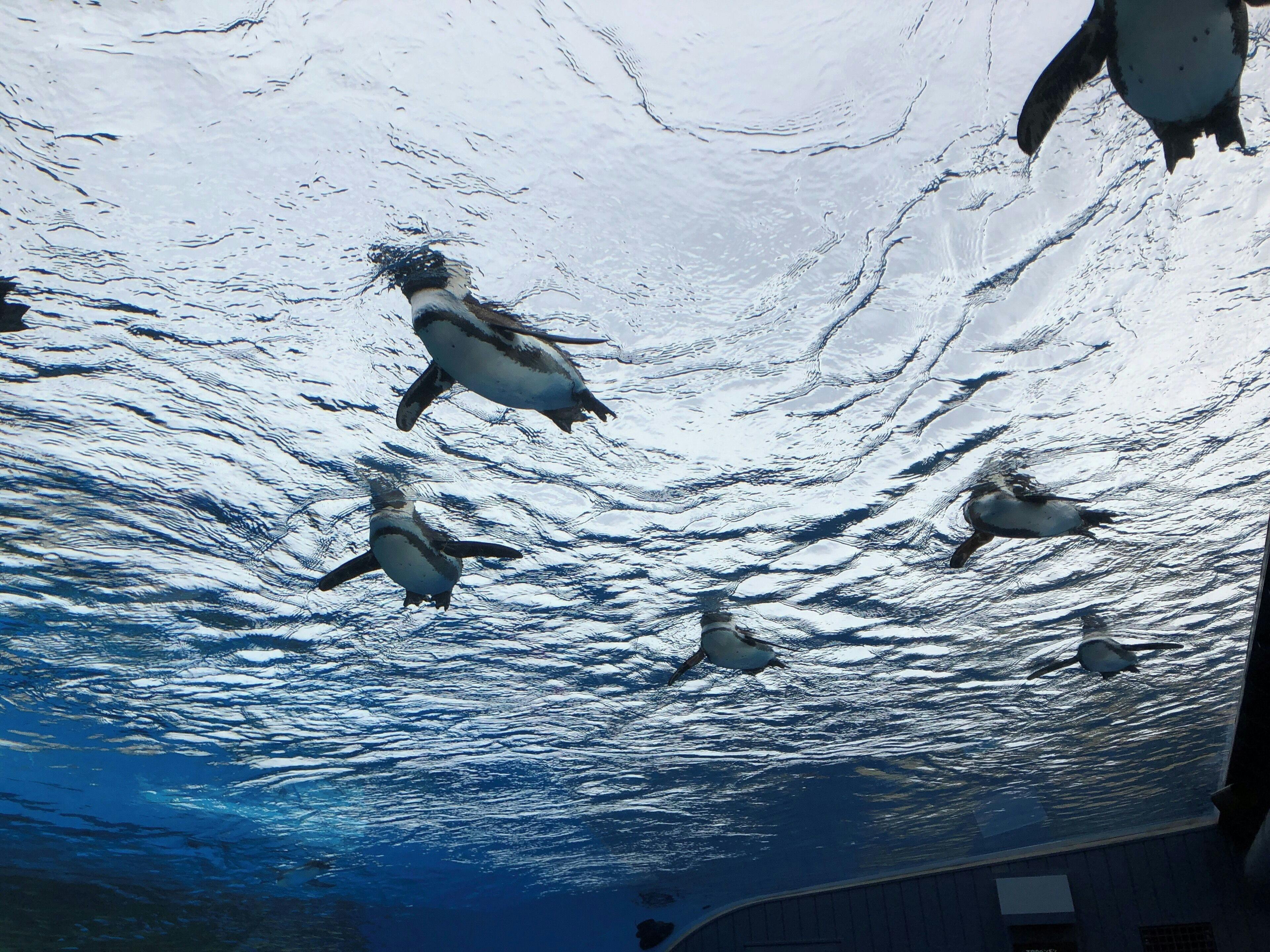 Sunshine Aquarium Tokyo Tickets Review