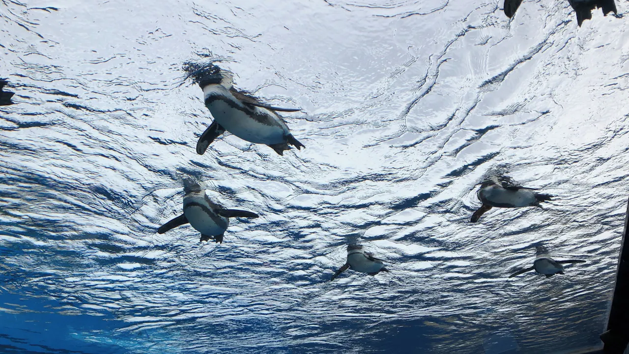 Sunshine Aquarium Tokyo Tickets Review