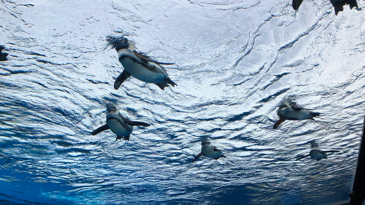 Sunshine Aquarium Tokyo Tickets Review