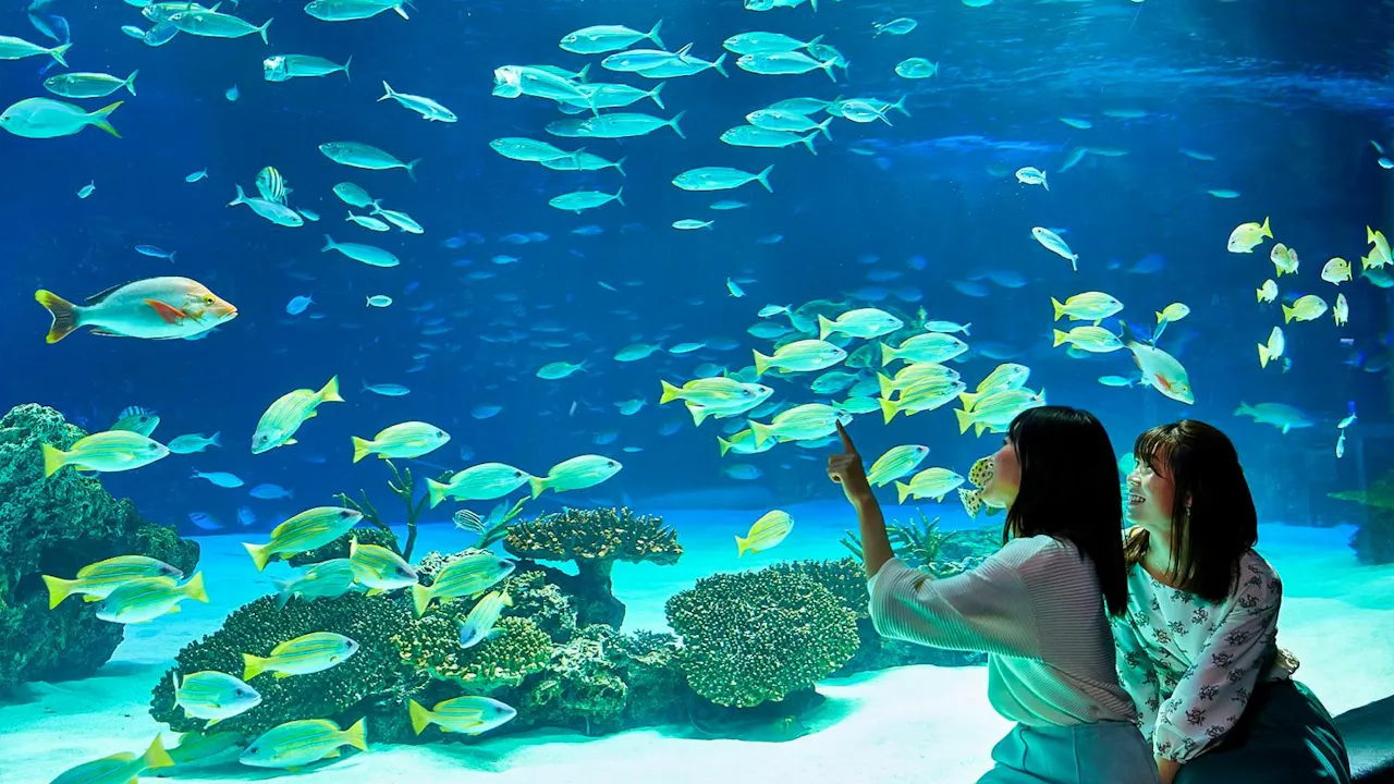 Sunshine Aquarium Tokyo Tickets Ticket