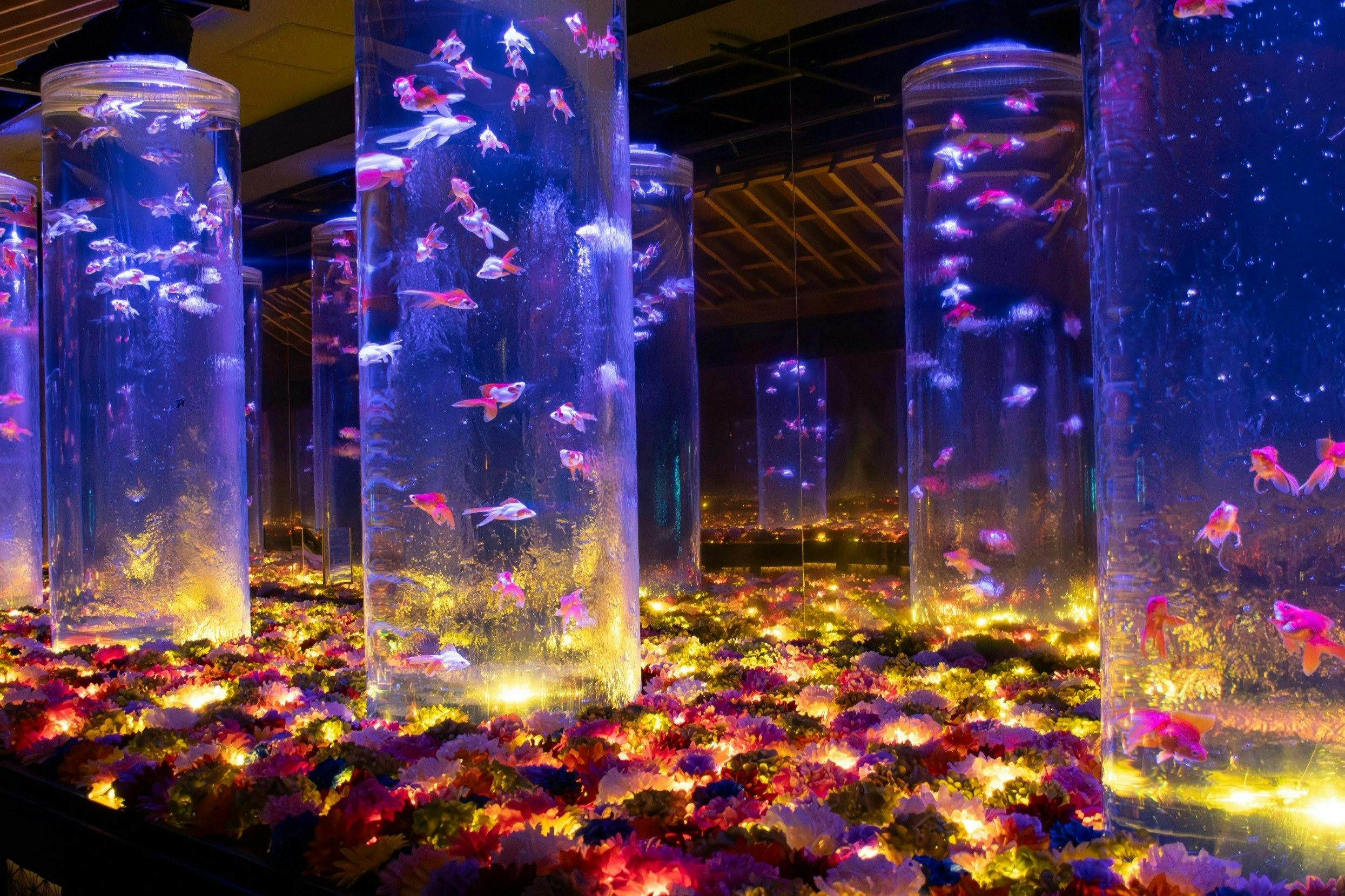 Art Aquarium Museum Tokyo Tickets Location