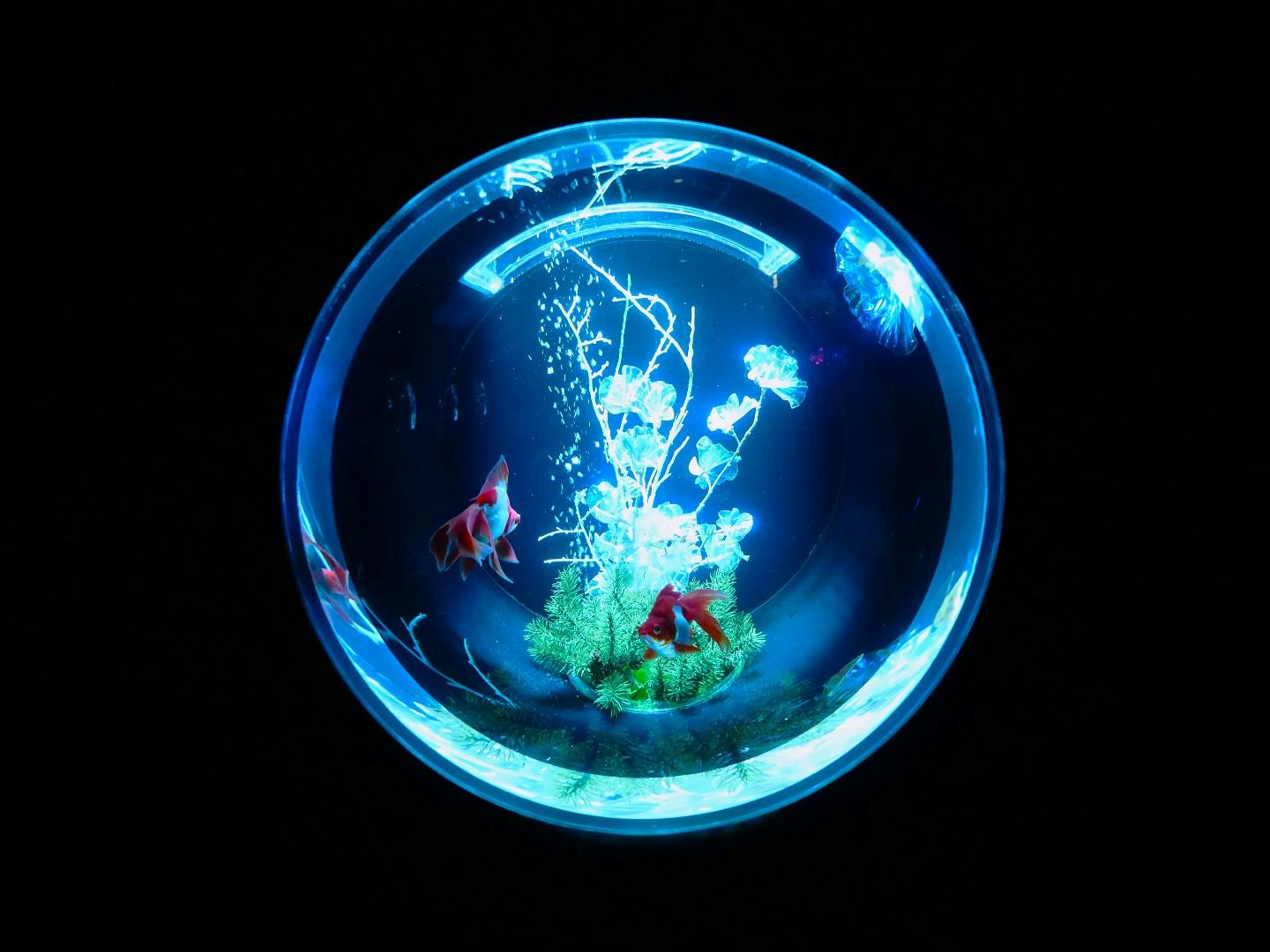 Art Aquarium Museum Tokyo Tickets Thrillark