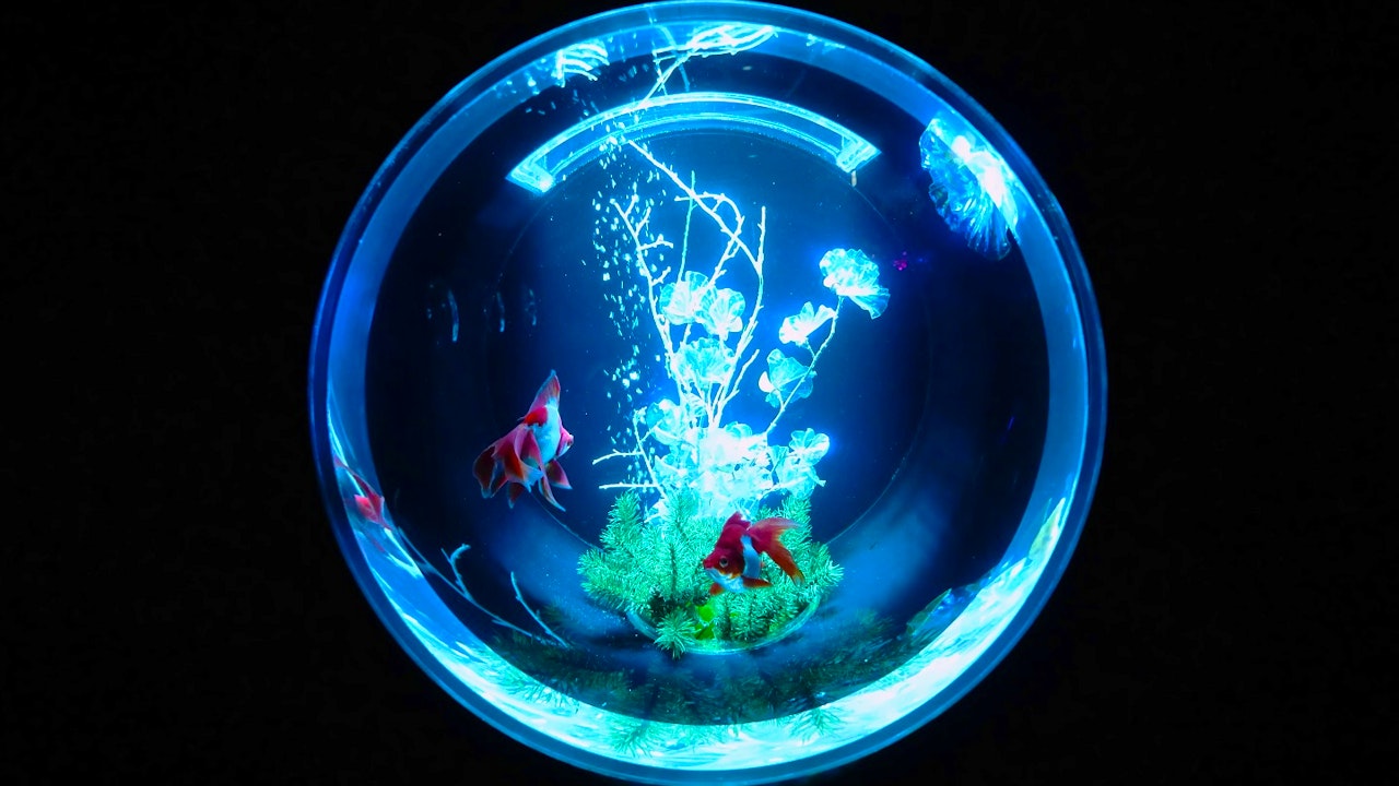 Art Aquarium Museum Tokyo Tickets Thrillark