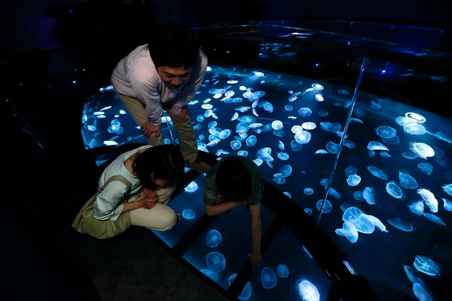 Tokyo Skytree + Sumida Aquarium Tickets Thrillark