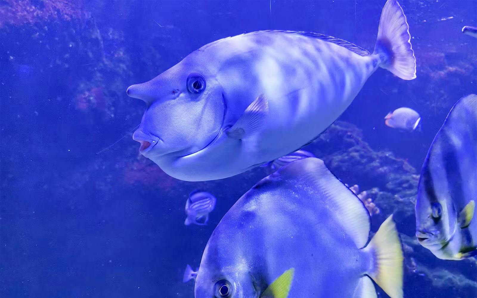 Aquarium de Paris: Entry Ticket 