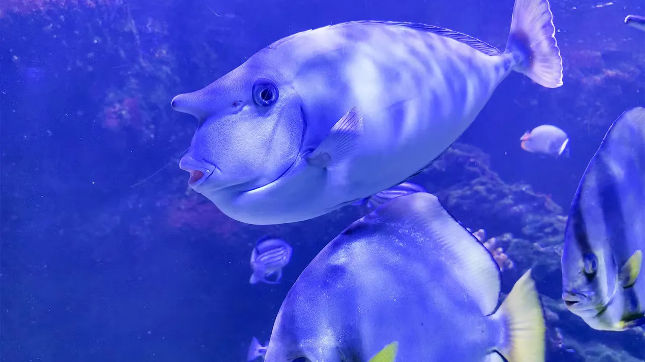 Aquarium de Paris: Entry Ticket