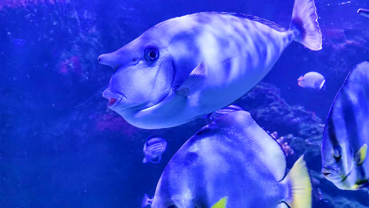 Aquarium de Paris: Entry Ticket